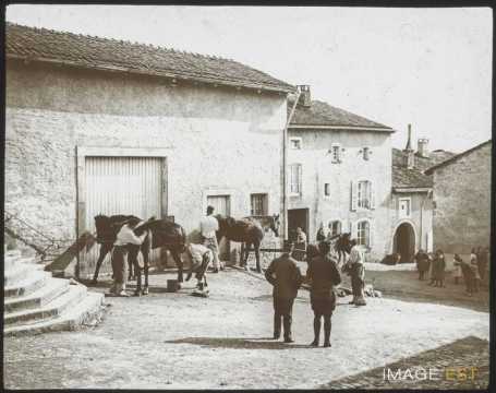 Pansage de chevaux (Ville-sur-Illon)